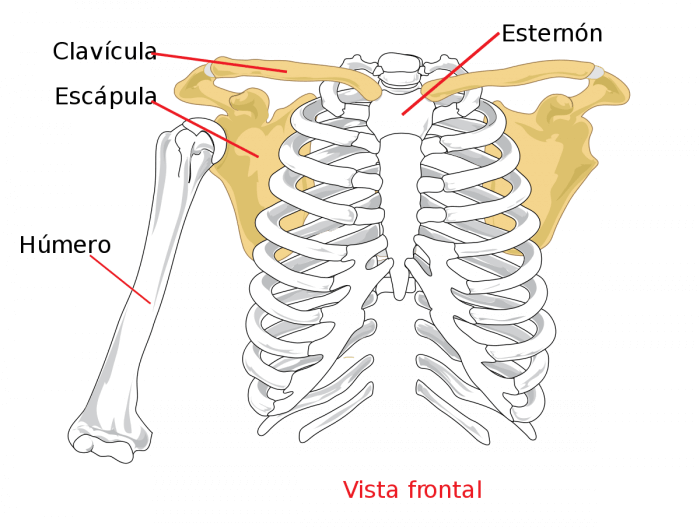 estructura hombro