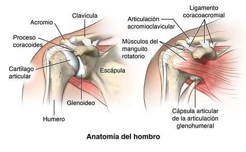 Estructura del hombro - Advansur