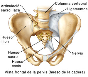 Estructura de la pelvis
